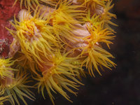 Dugon Wall [ 24 images ]